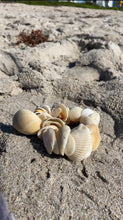 Load image into Gallery viewer, Natural sea shell anklet
